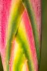Caribbean-Trinidad-Asa Wright Nature Center Heliconia plant close-up Art Print